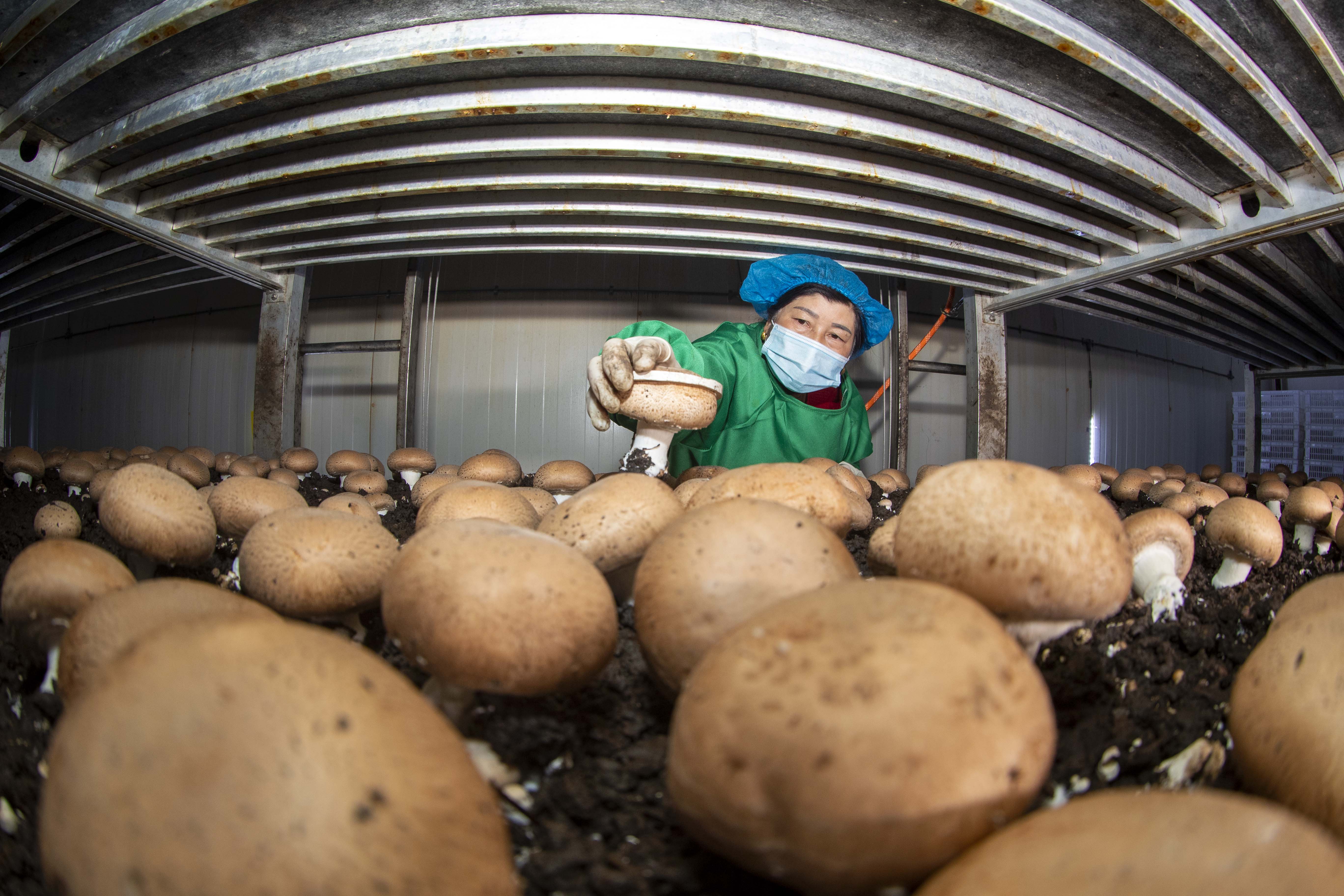 组图|江苏扬州:工厂化立体种植食用菌助增收
