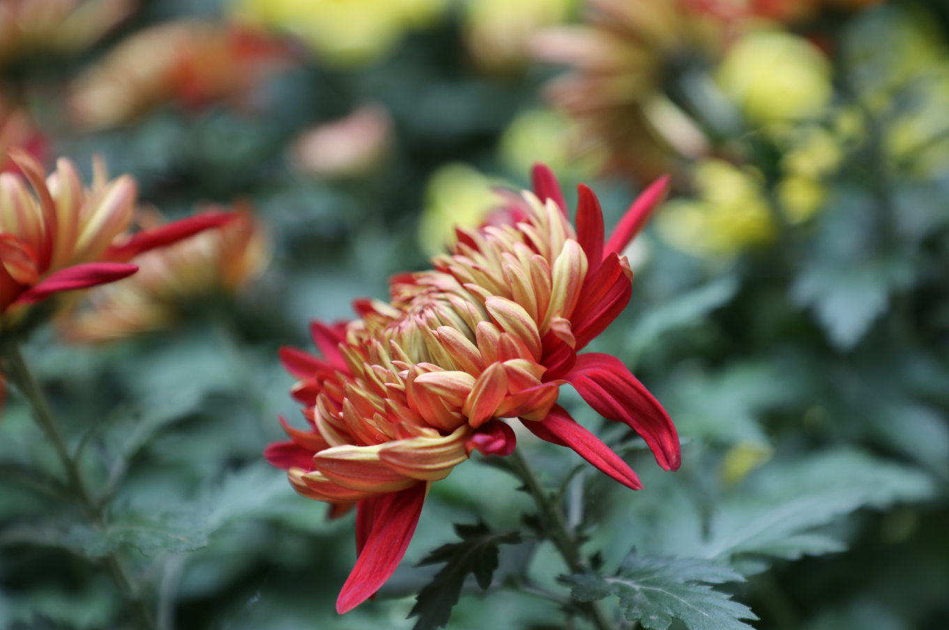 校园里五颜六色,种类繁多的菊花竞相争艳,校园俨然成为了"花的海洋"