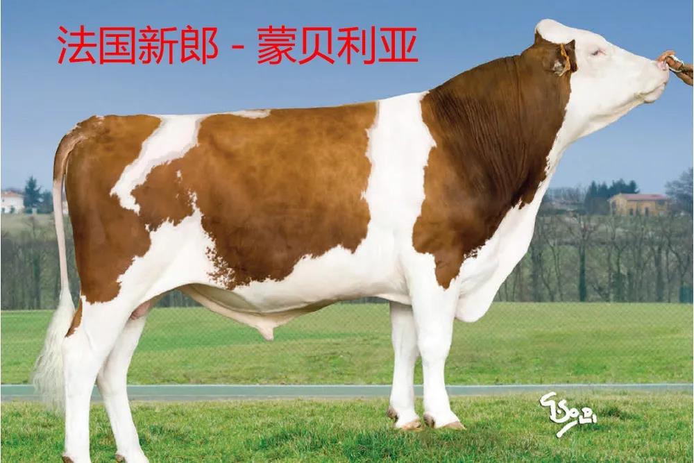 北京蒙贝利亚种牛图片图片