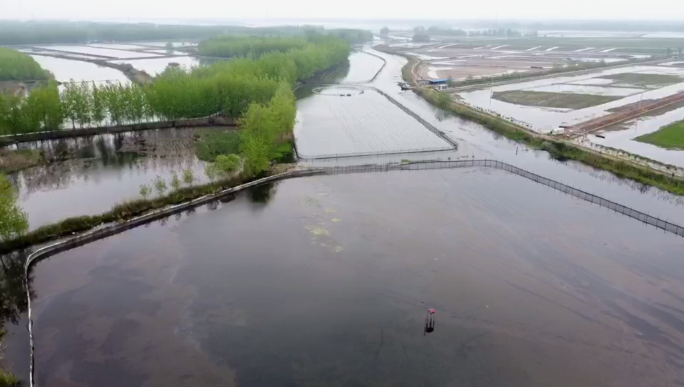 叮咚买菜 扬州宝应湖西岛闸蟹养殖示范基地