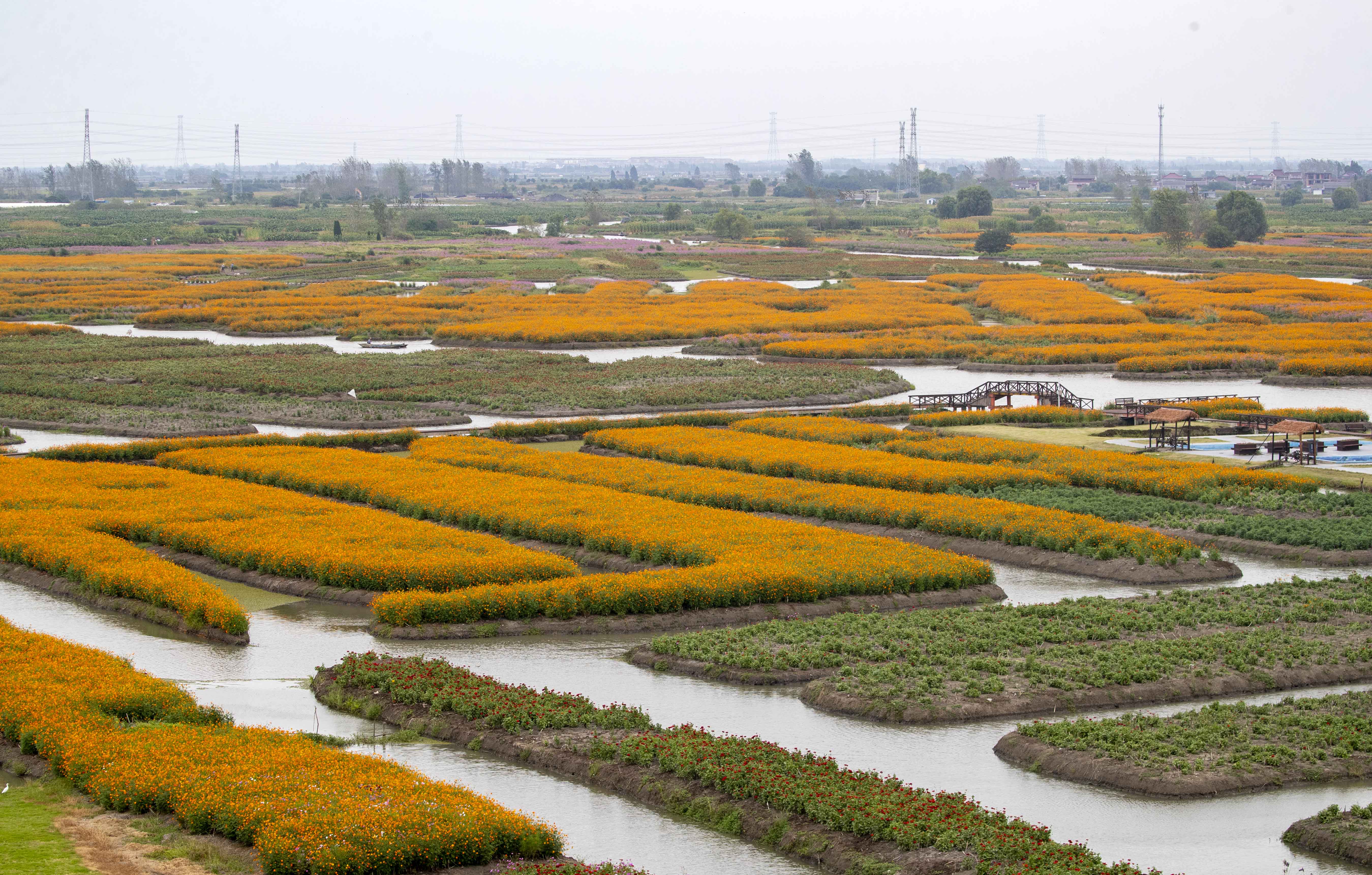 江苏泰州兴化市千垛菜花风景区内的万寿菊在沟河交错围成的垛田上竞相