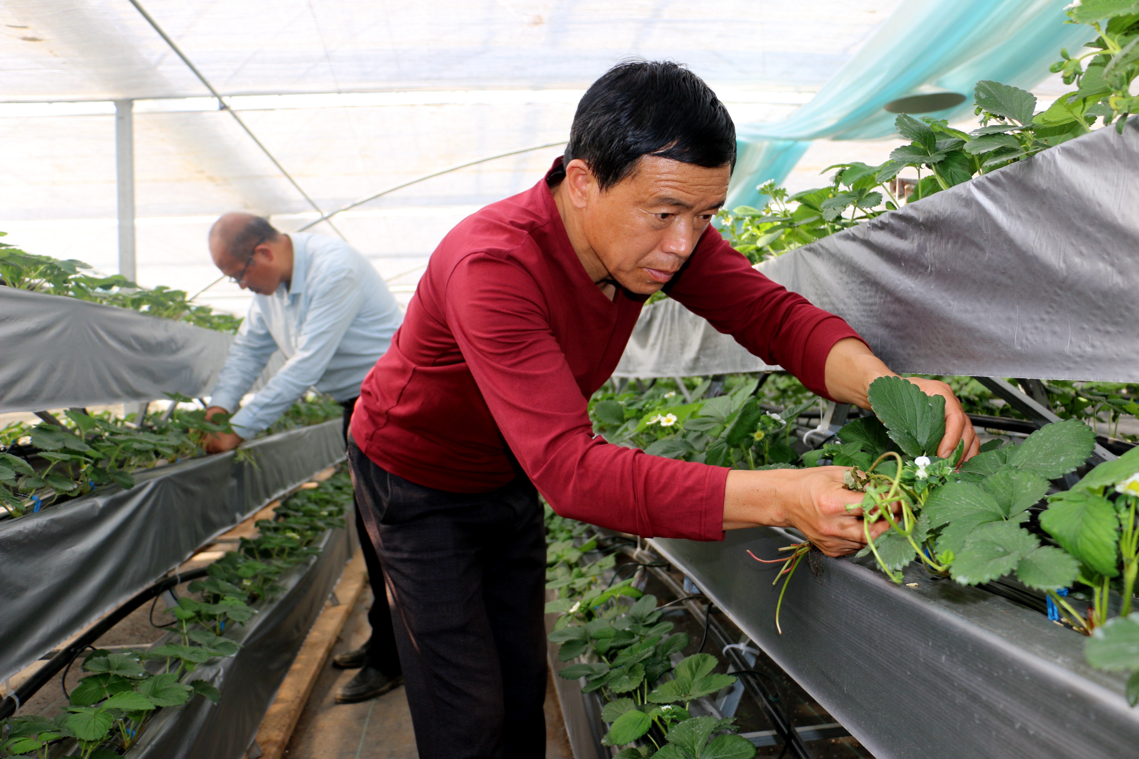 草莓种植时间几月份(草莓的移栽方法和技术)