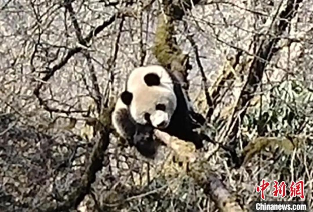 大熊猫国家公园卧龙片区：野调队员一天偶遇3只野生大熊猫