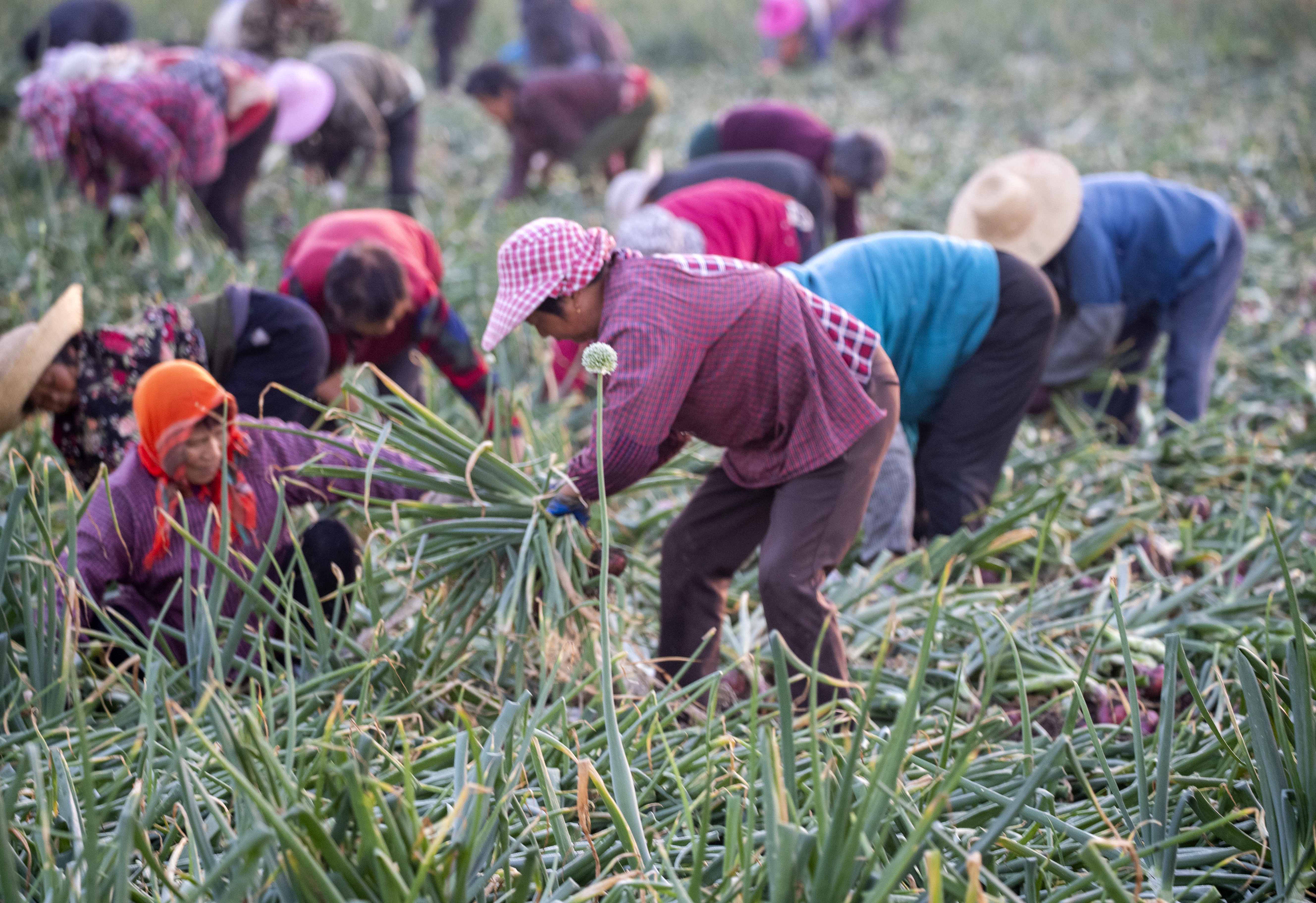 2021年5月28日,村民在江苏省兴化市联镇村洋葱种植基地收获红皮洋葱.