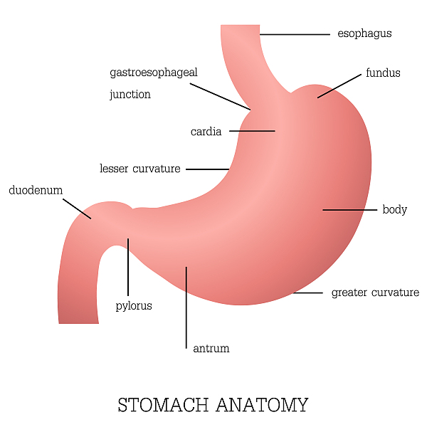 胃息肉病理报告单图片