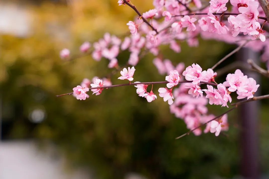 春暖开花在盐城开启“梅”好时光