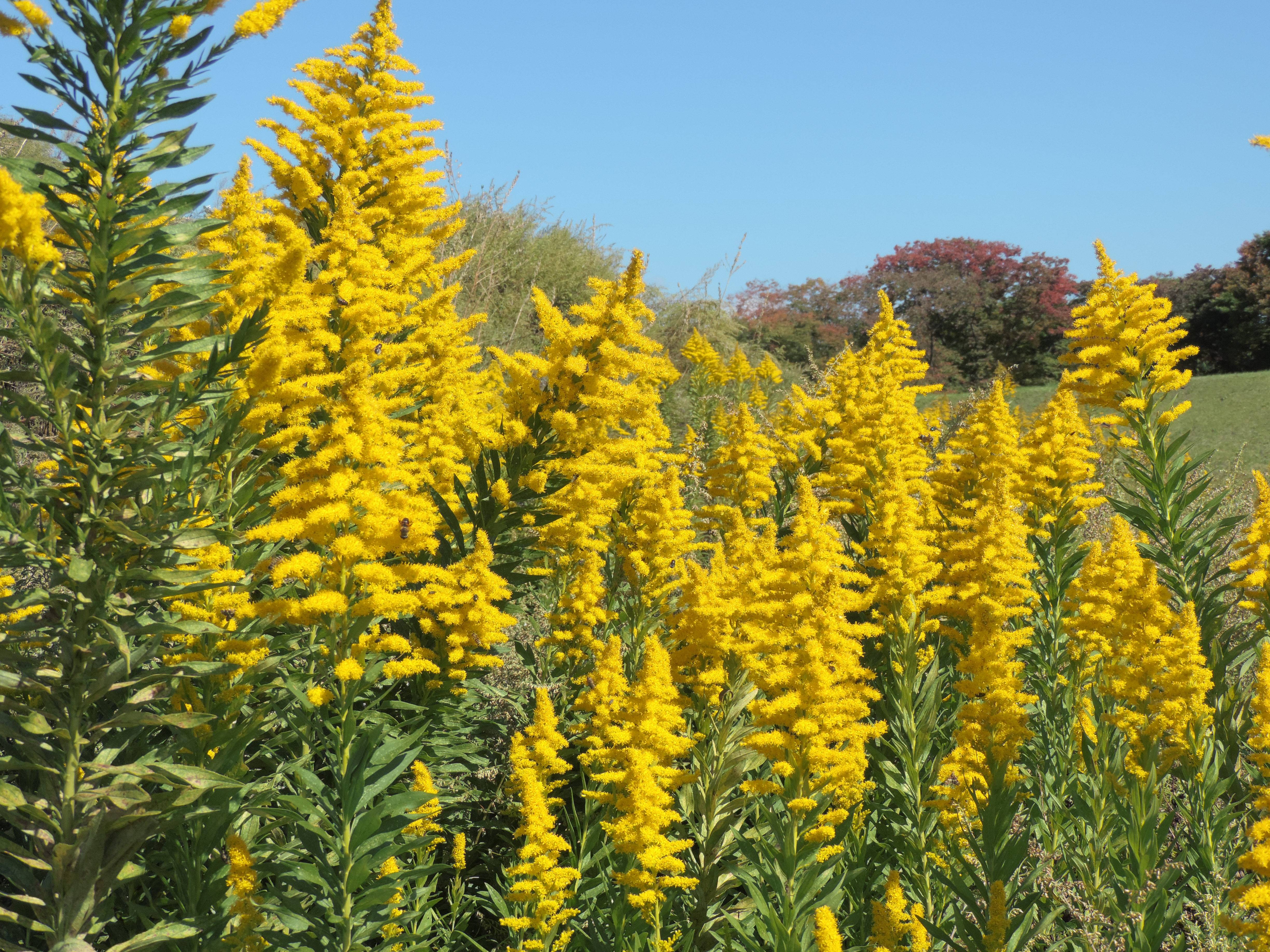 加拿大一枝黄花