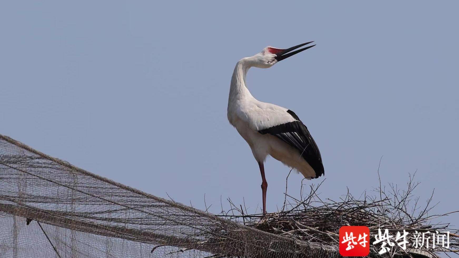南通飞来一只爱情鸟野生东方白鹳隔网筑巢培意中人网友期待比翼双飞