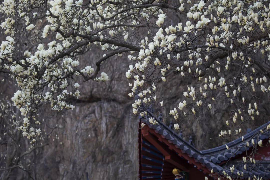 跟着诗歌游港城 ▎东磊玉兰花篇——张百川《玉兰山房》