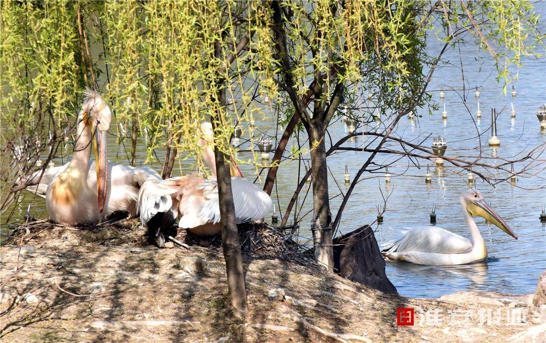 淮安动物园里生机盎然