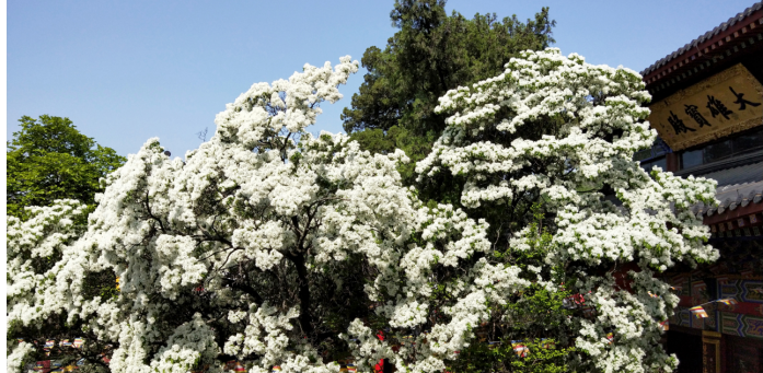 孔望山糯米花,这株糯米花树曾被评为中华最美古树——"全国糯米茶树之