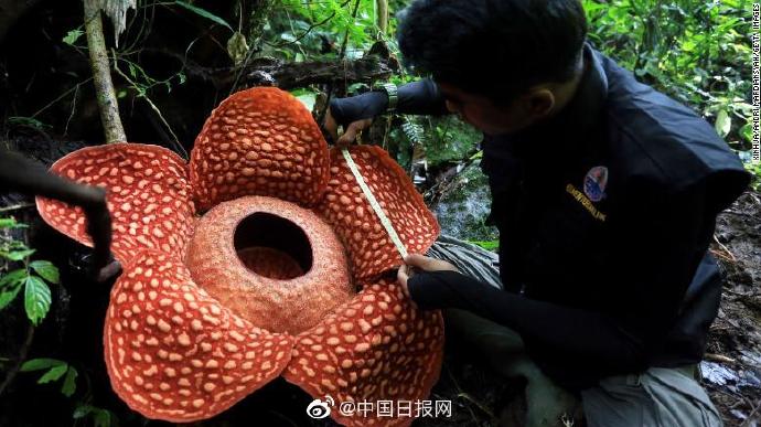 直径12米大王花 现身印度尼西亚雨林中