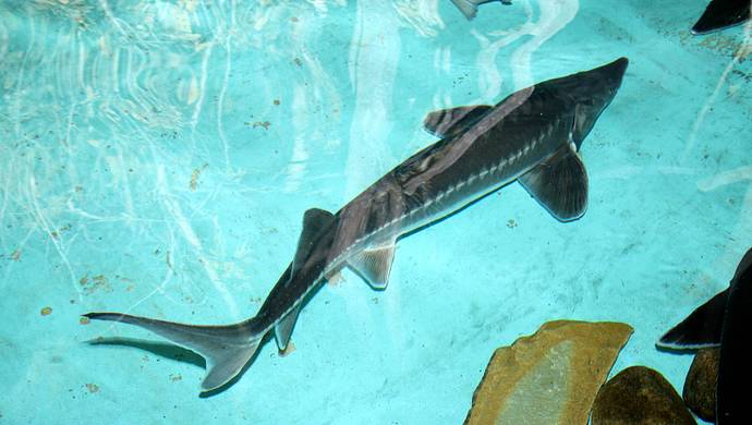 上海立法保护最古老的脊椎动物,禁止捕杀,建收容救护体系