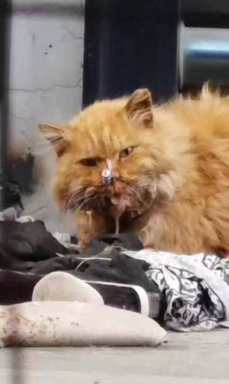 海淀清上园射猫人被找到,警方已依法处理