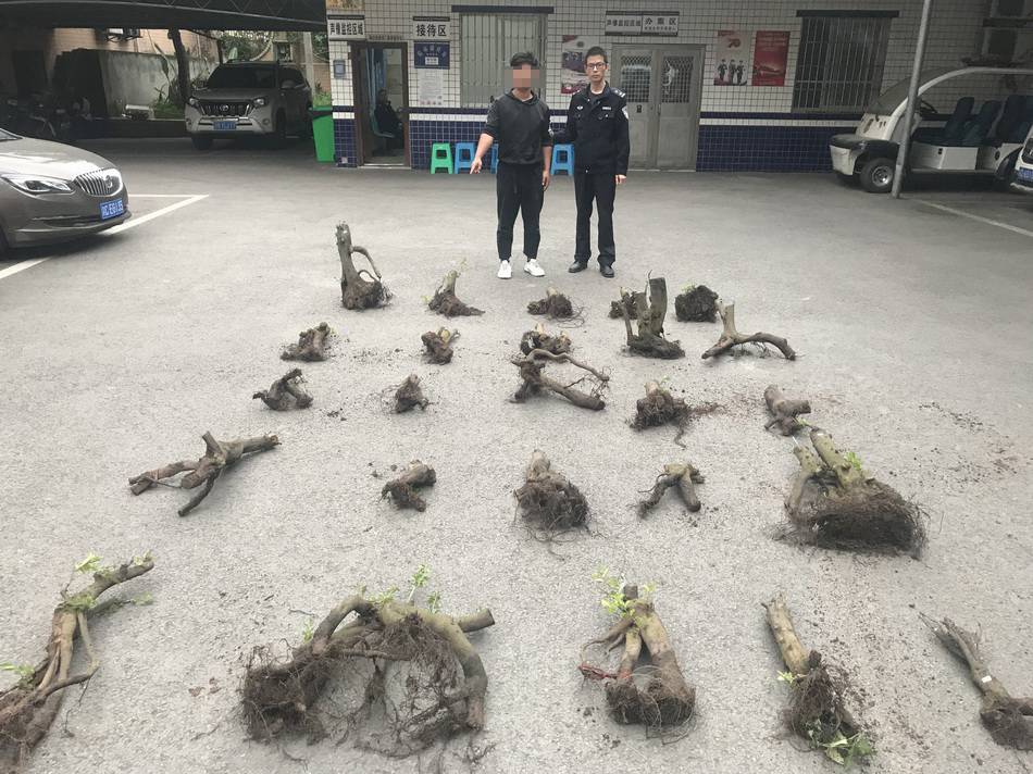 重庆两男子盗窃25株"金弹子"苗木,销赃未果被抓