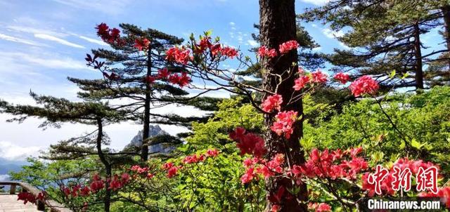 黃山映山紅盛開:燒遍峰頭萬樹紅