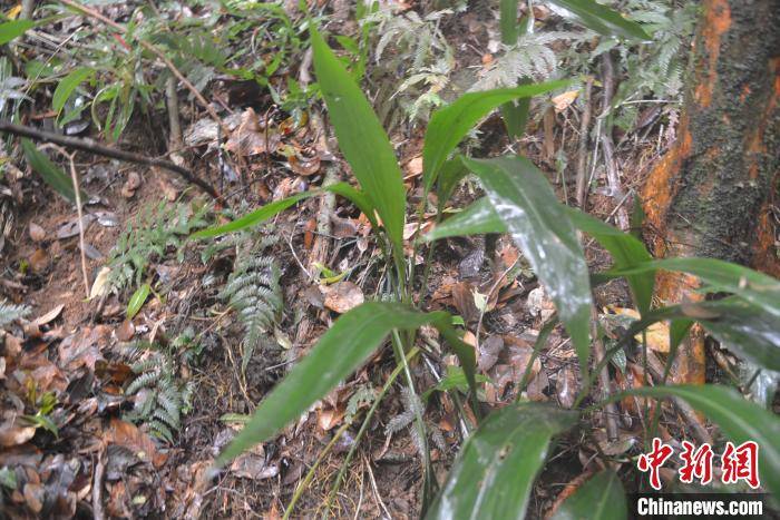 兰花蕉是国家三级珍稀濒危保护植物.广东省林业局 供图