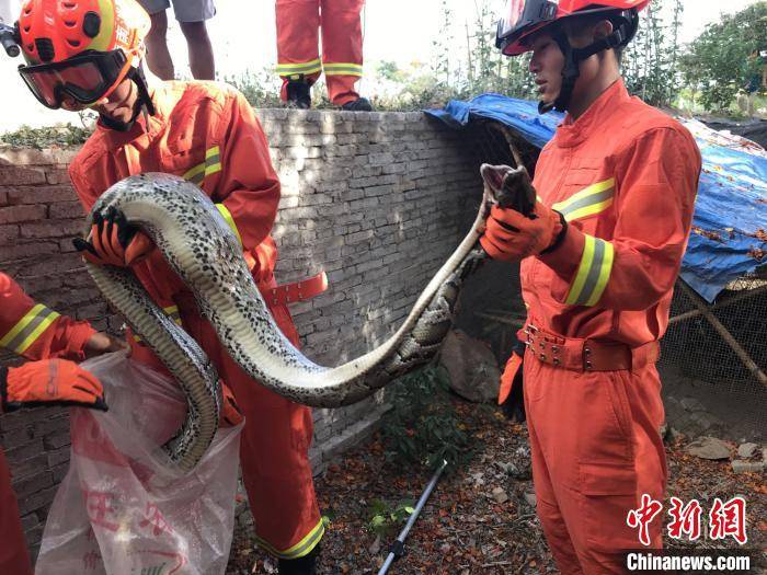 蟒蛇闯入三亚一民宅吃鸡 消防处置放归山林