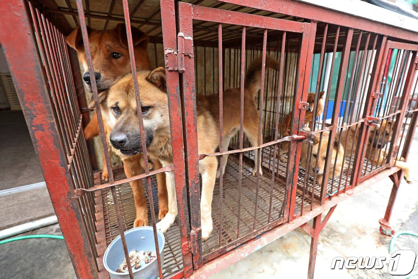 韩国最后一条"狗肉街"迎来旺季 动保人士愤怒抗议:关了!