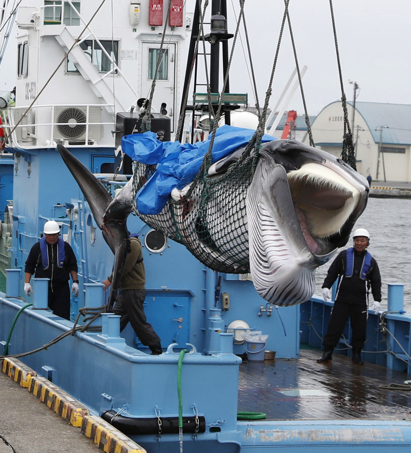 日本捕鲸船2个月捕124头鲸鱼 船内当场加工七百余吨肉皮产品