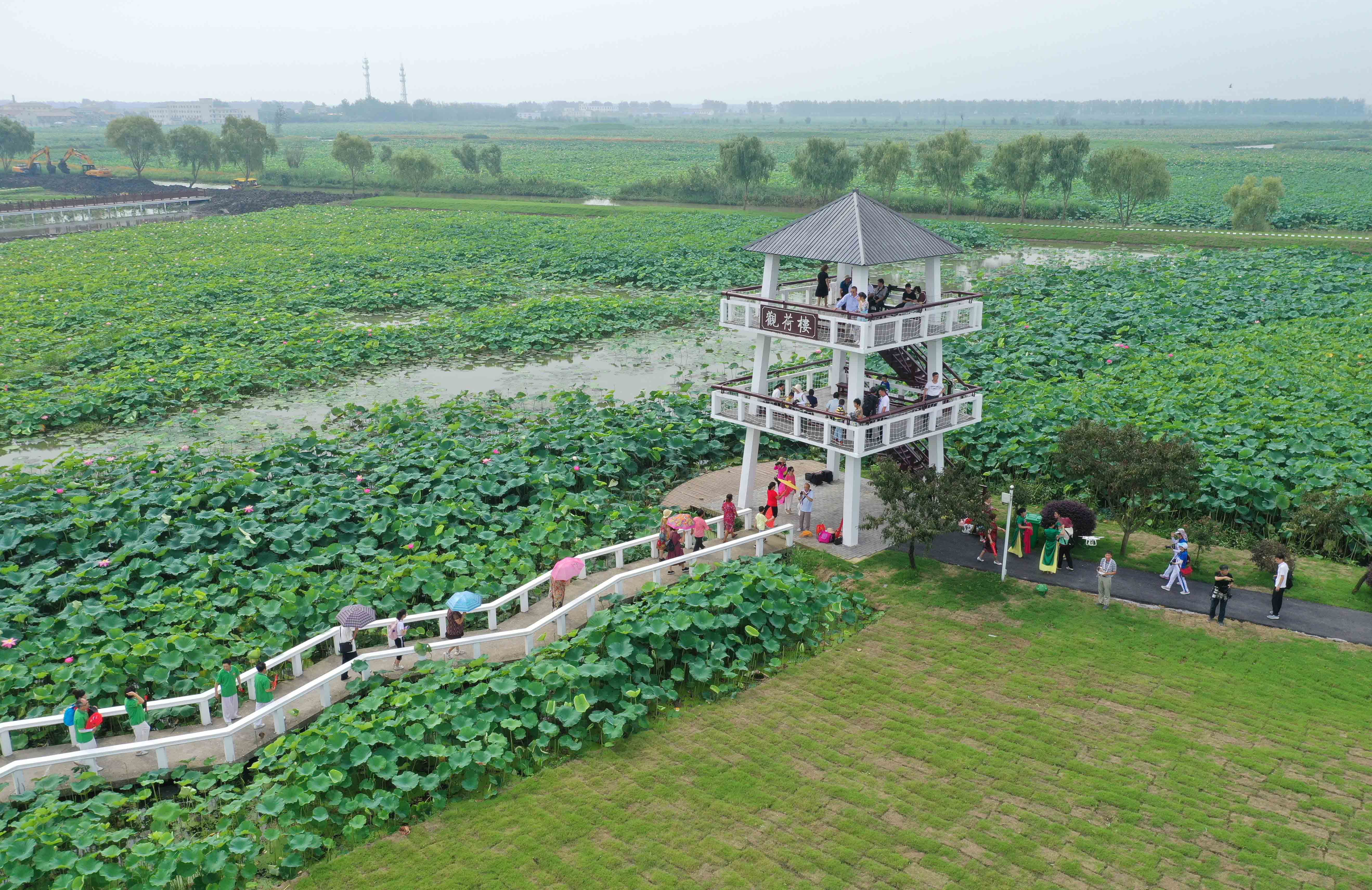 8月2日,游客在扬州市宝应县射阳湖镇的荷园里坐船游览(无人机照片.