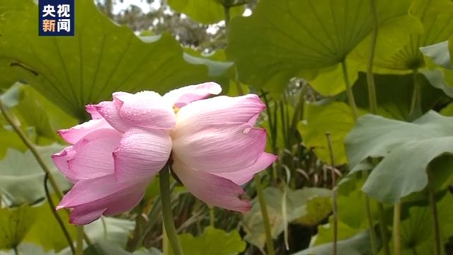 又一次!西溪溼地並蒂蓮開花一天就被折