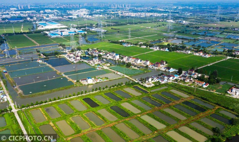 2020年8月11日在江苏省太仓市双凤镇拍摄的锦鲤养殖场(无人机拍摄).