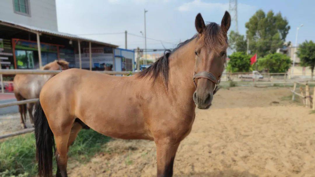 福建晋江下海救人的第三匹英雄马"将军"已经痊愈