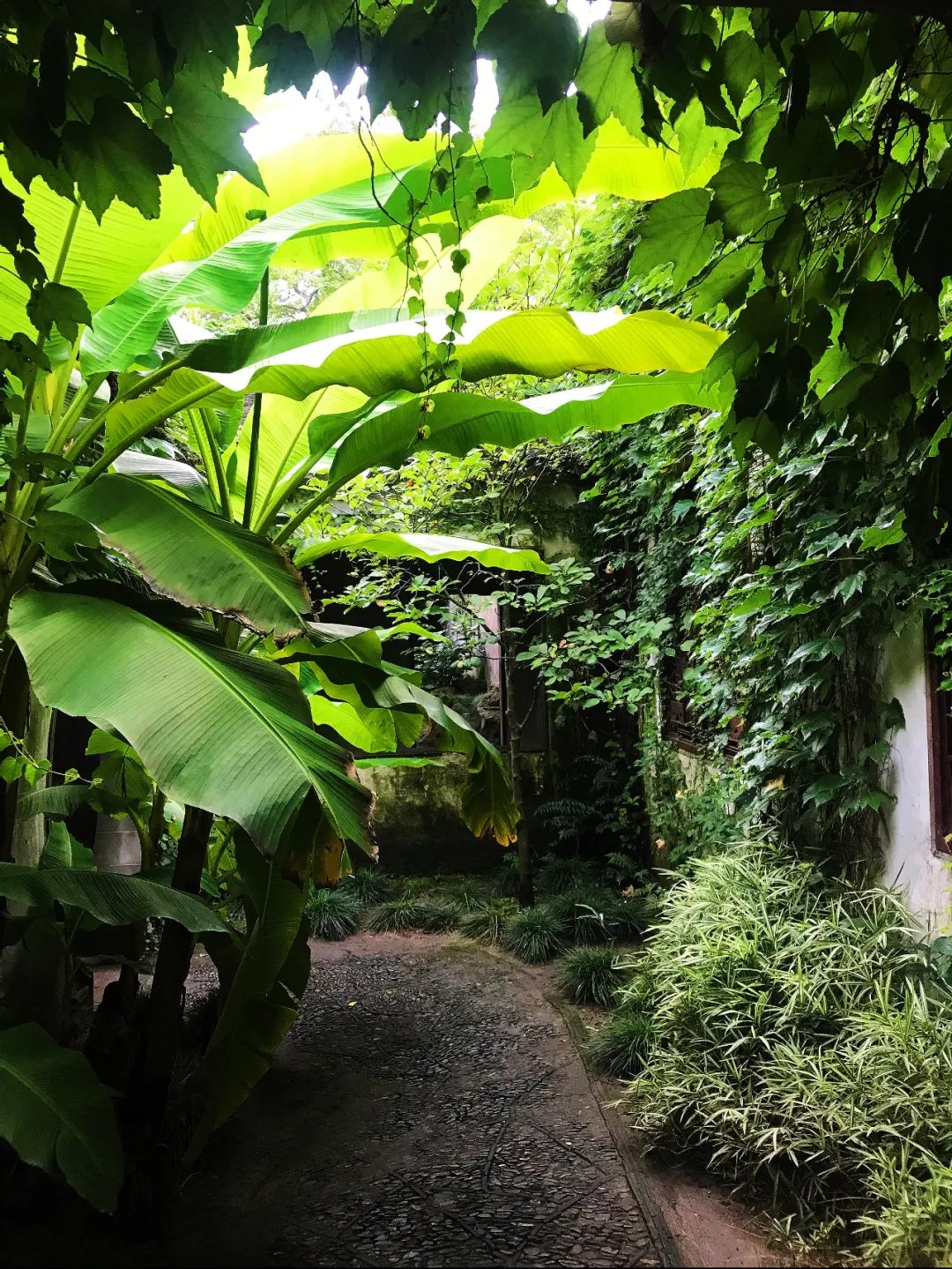 城記| 芭蕉葉上瀟瀟雨