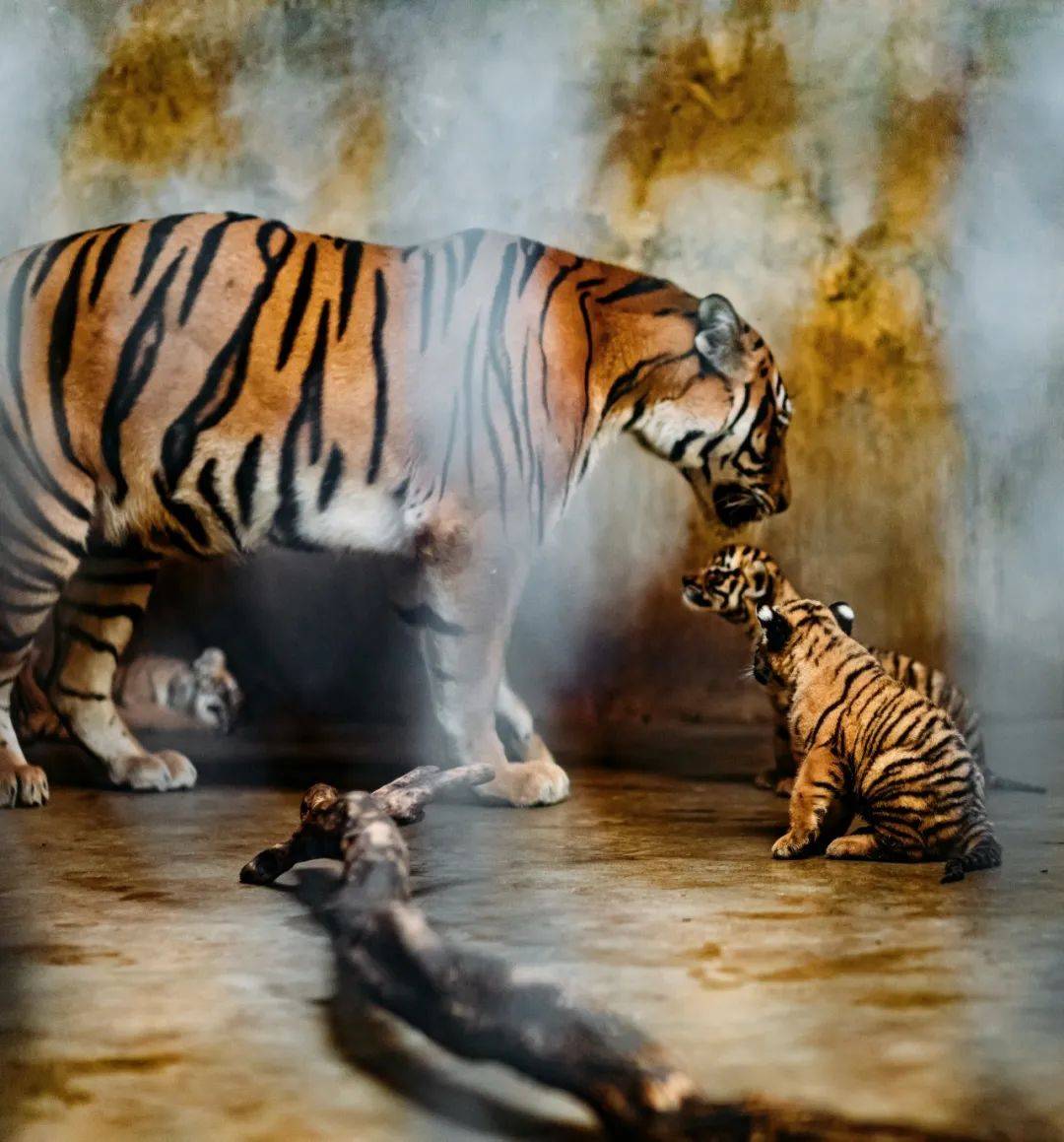 华南虎四姐妹双满月了!她们还喜提大名"珠圆玉润"