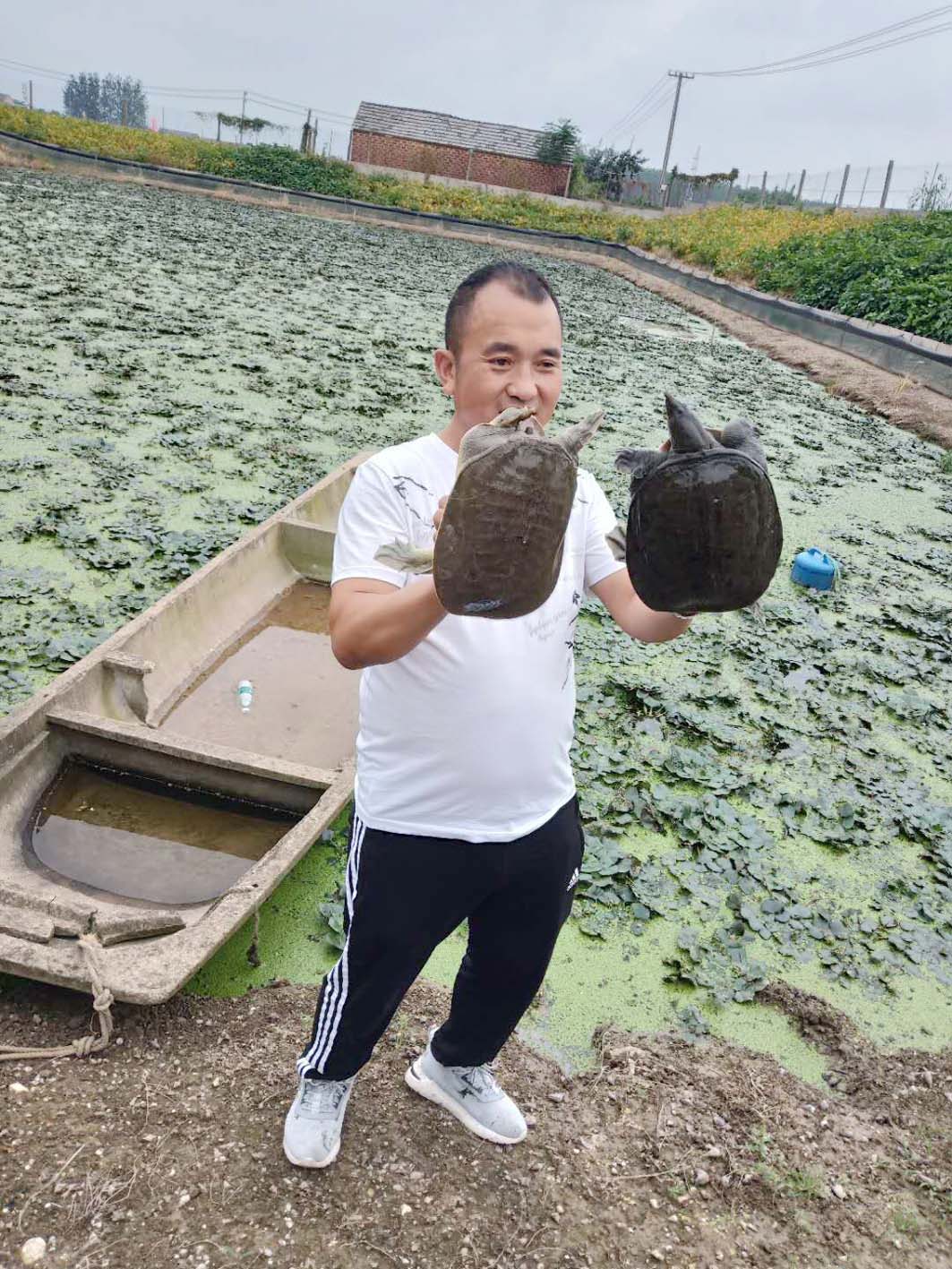 扬州宝应沿湖村养殖专业户探索生态甲鱼养殖