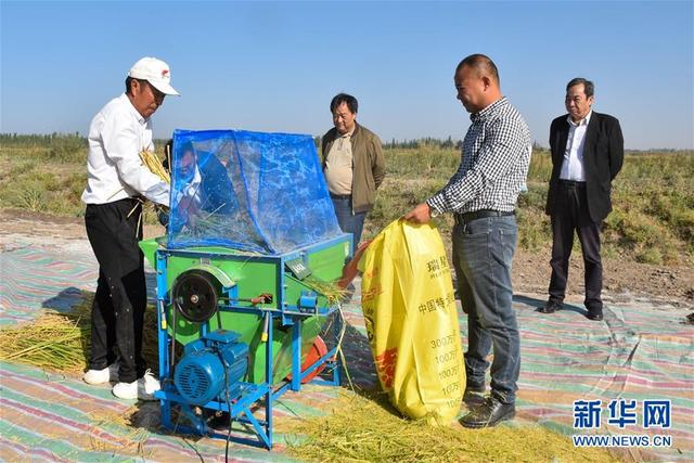 袁隆平团队沙漠边培育海水稻连续3年测产稳定