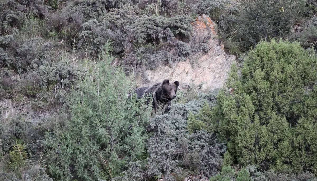 首次!北京野保专家在三江源地区发现罕见藏棕熊!