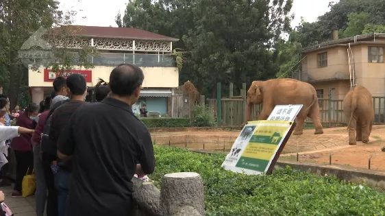 近日,云南昆明动物园 有游客将裹着塑料袋的苹果 任性投喂给大象,导致