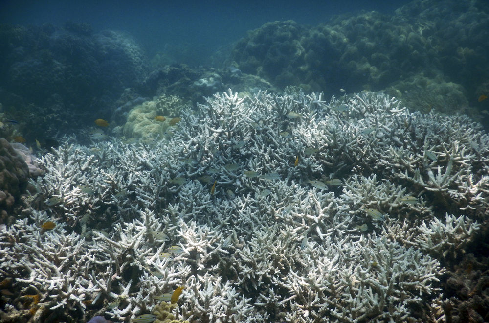 大堡礁珊瑚白化图片