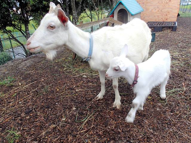 母羊和小羊(朝日新闻)