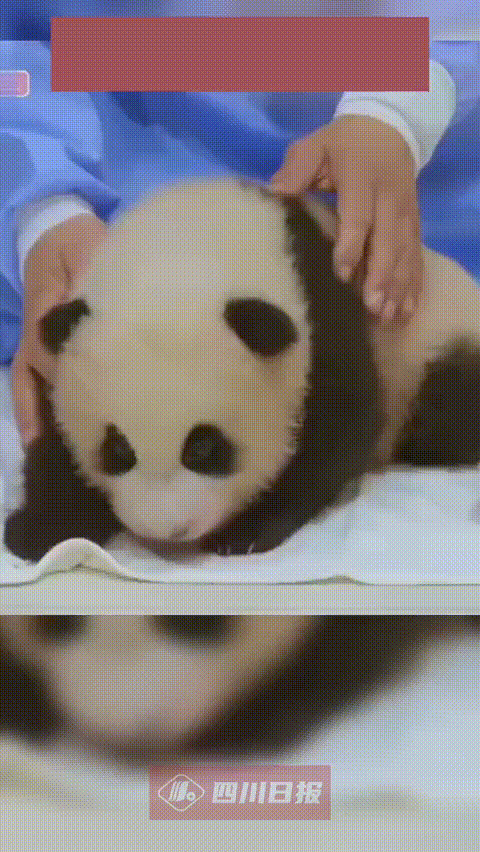 一档韩国综艺节目中,几名韩国艺人违规接触只有3个月大的熊猫宝宝"