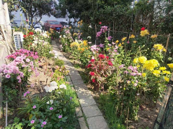 康乐小区的"共享花圃"