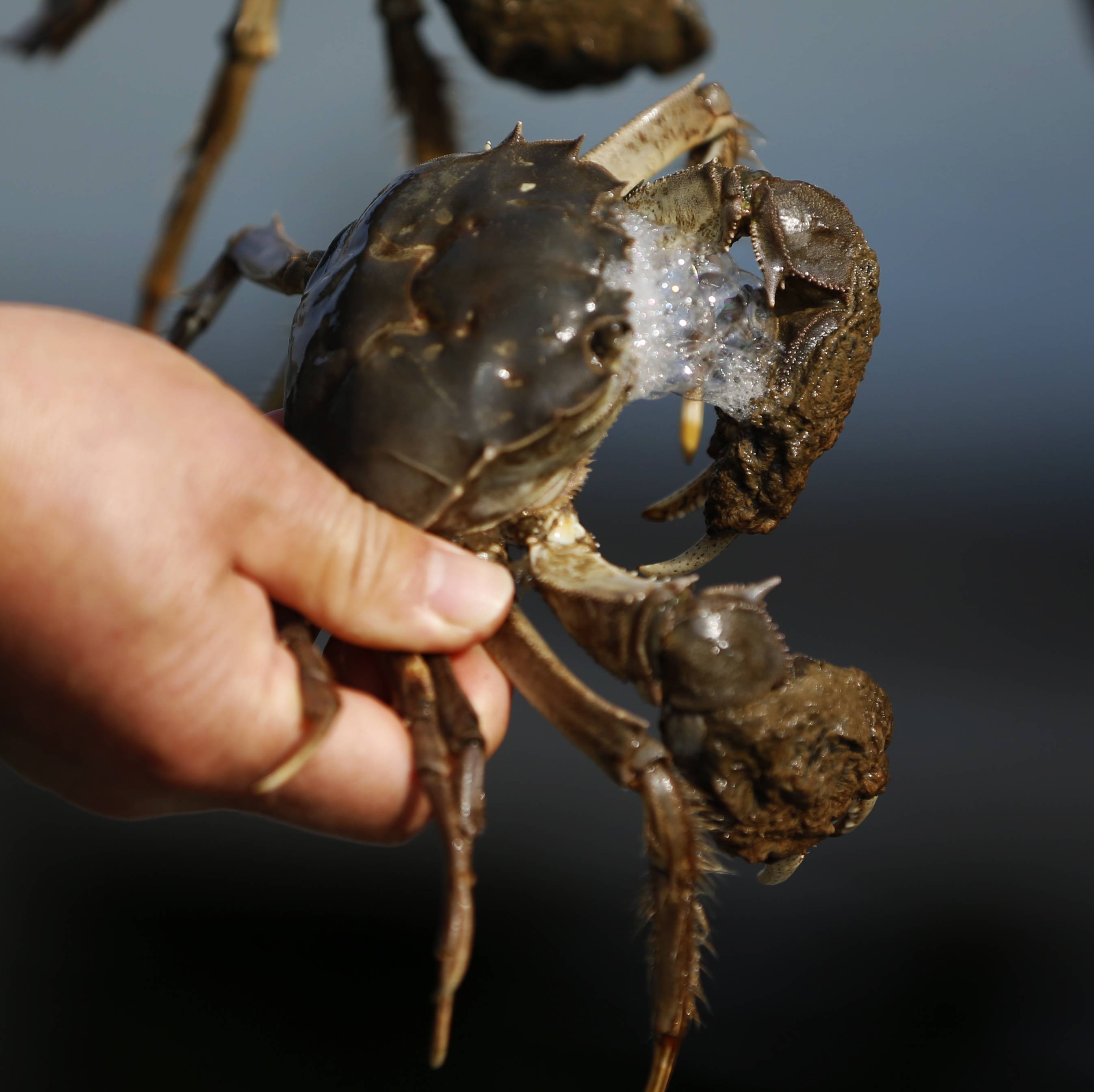 江苏泗洪初冬时节捕蟹忙