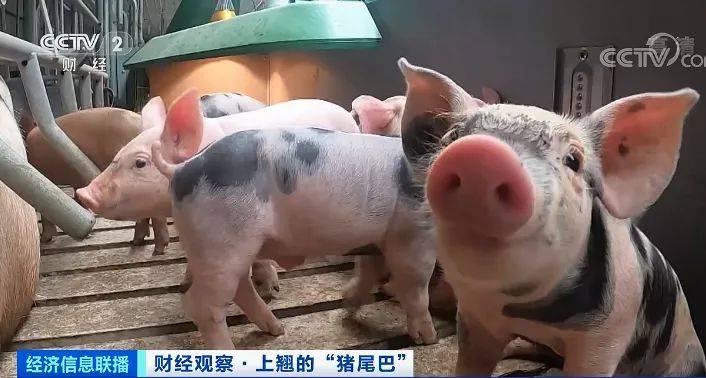 菜市场现"抢肉大战"!1头猪利润=2瓶茅台酒?房企抢滩!卖猪比卖房挣钱?