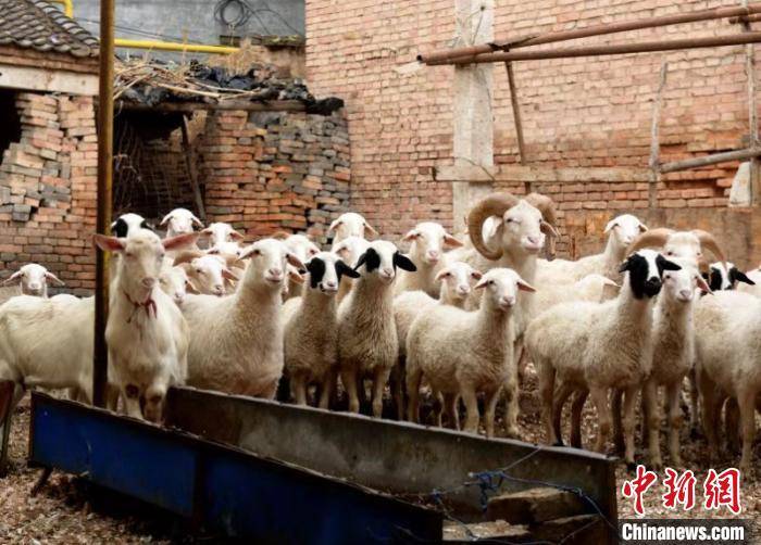 从10只羊到46只羊 儿患病后六旬父亲励志脱贫