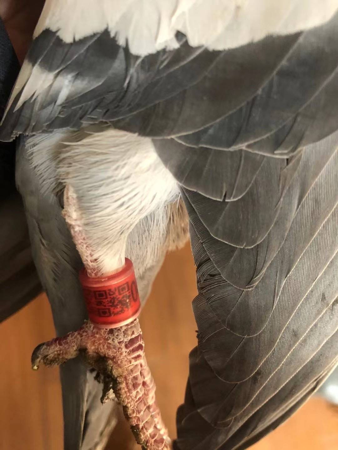 图说:信鸽的腿上绑着塑料环