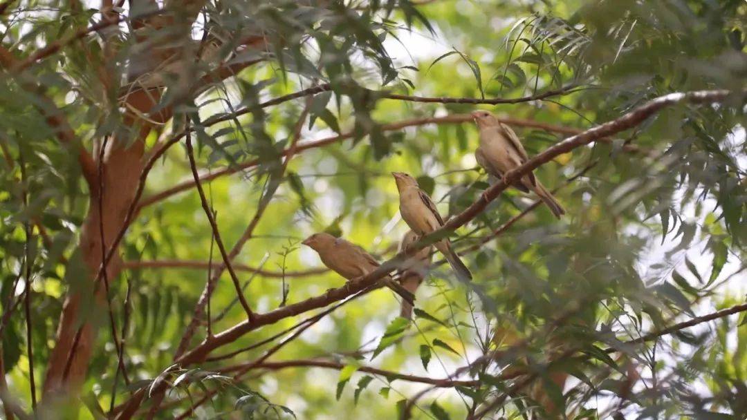 中国蓝盔在沙漠中种出"绿洲"
