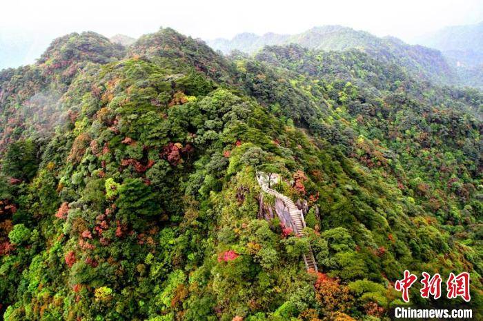 广东森林碳汇储量达3.1亿吨 将着力提高碳汇能力