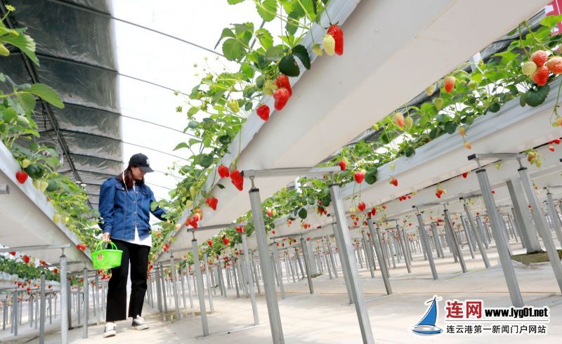 游客在采摘高架式栽培的草莓