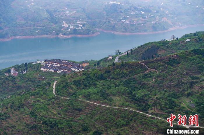 图为被李树环绕的重庆巫山县曲尺乡柑园村. 何蓬磊 摄