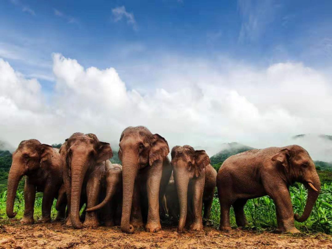 為國家i級重點保護野生動物 目前僅存於南亞,東南亞 和中國雲南南部