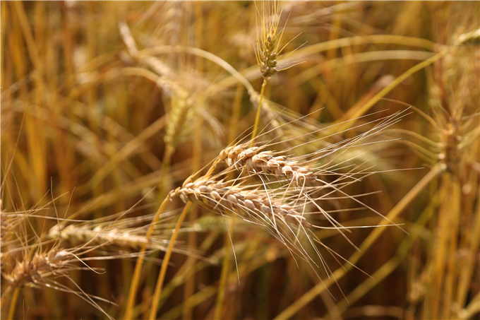 粮食充足!稻谷小麦库存能满足一年以上消费需求