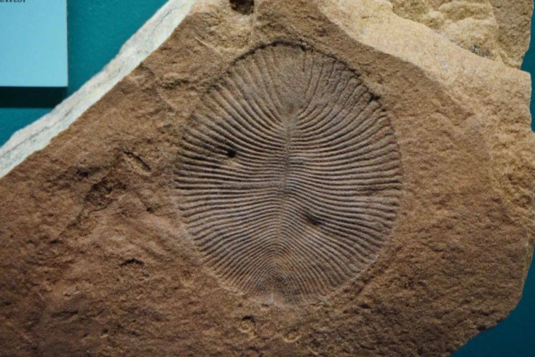 澳大利亚弗林德斯山脉产出的狄更逊虫化石.