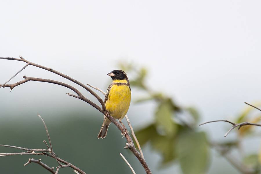 比大熊猫还珍稀!"极危"鸟类黄胸鹀现身厦门